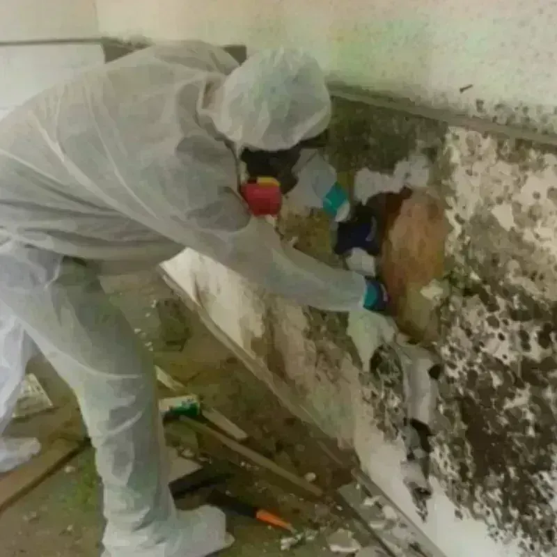 Mold Remediation and Removal in Okawville, IL